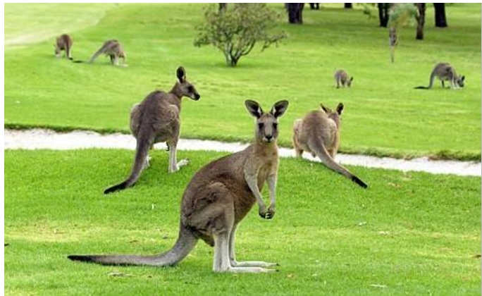 2023年統計澳洲擁有約6千萬隻象徵物之袋鼠。(圖/網路)