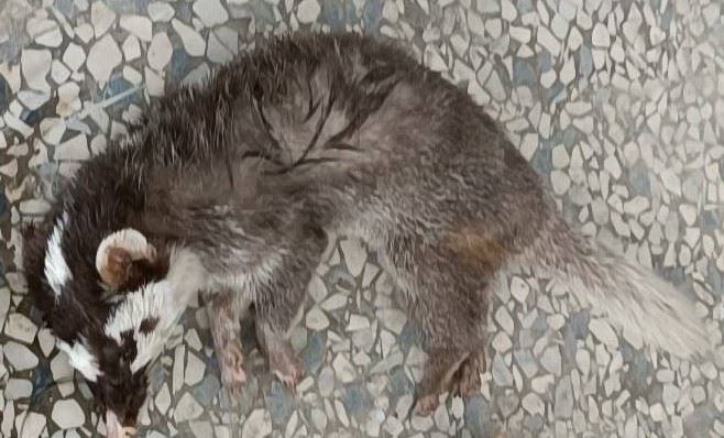 屏東枋山內獅火車站出現首例鼬獾狂犬病 今年恆春半島第二例 屏東枋山內獅火車站出現首例鼬獾狂犬病 今年恆春半島第二例