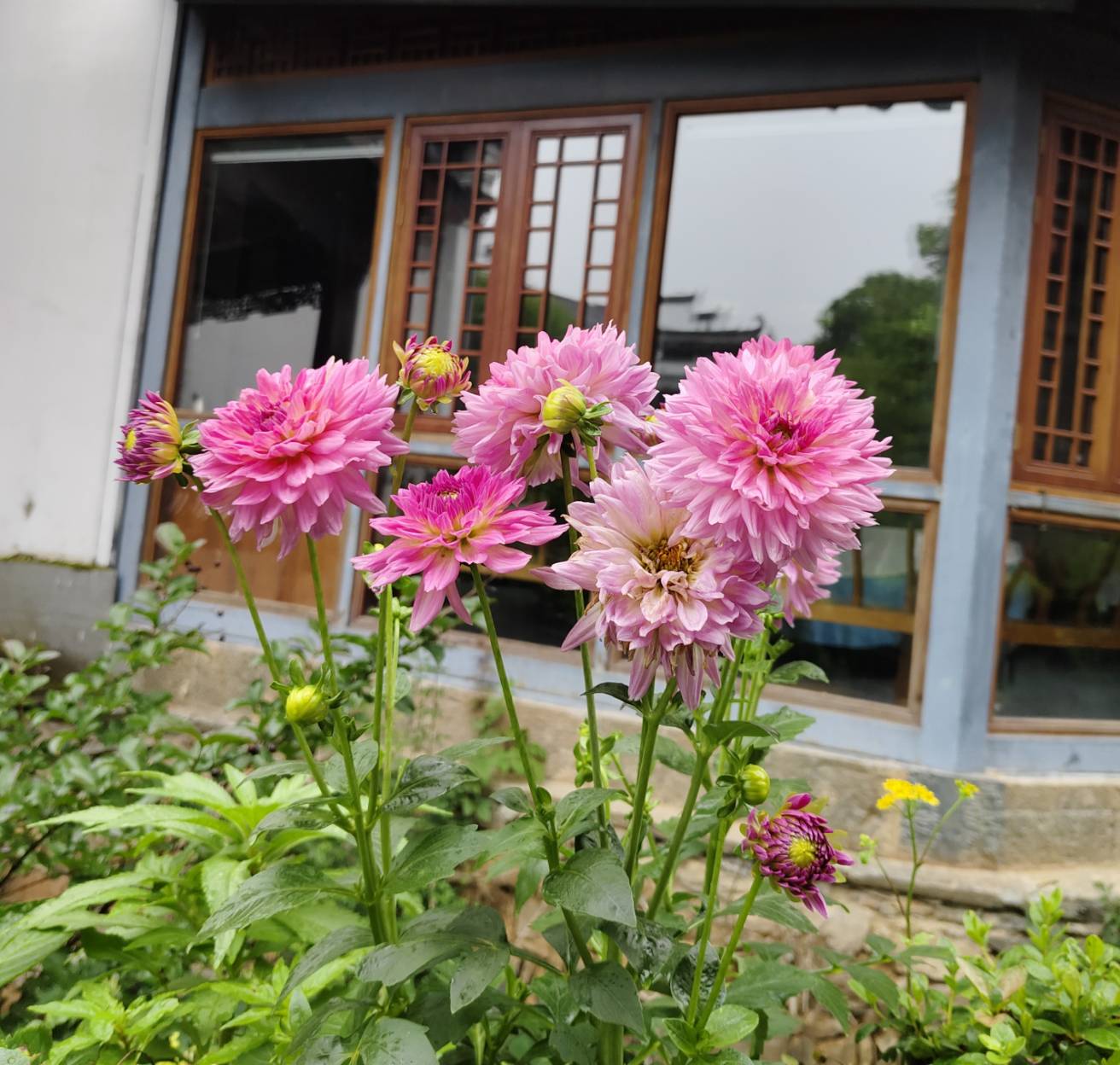 《現場目擊-35》   恩師、花語、大理菊