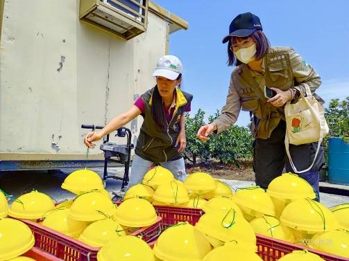 農業局多元防治助果農 佈署6,900個誘殺器備戰「東方果實蠅」 農業局多元防治助果農 佈署6,900個誘殺器備戰「東方果實蠅」
