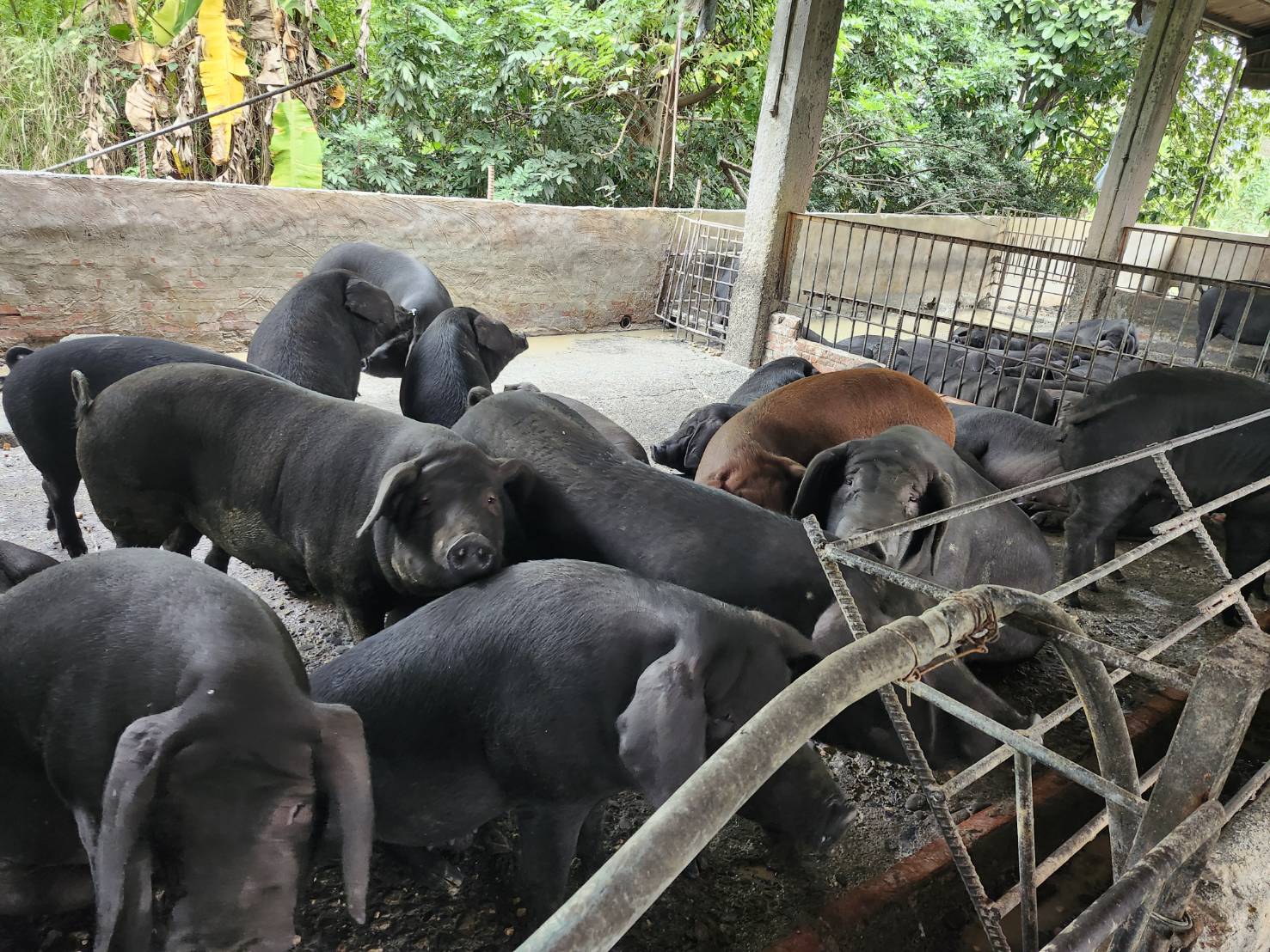 屏東縣再查獲養豬場餵飼廚餘 依法裁罰80萬元 即刻封鎖場內豬隻 屏東縣再查獲養豬場餵飼廚餘 依法裁罰80萬元 即刻封鎖場內豬隻