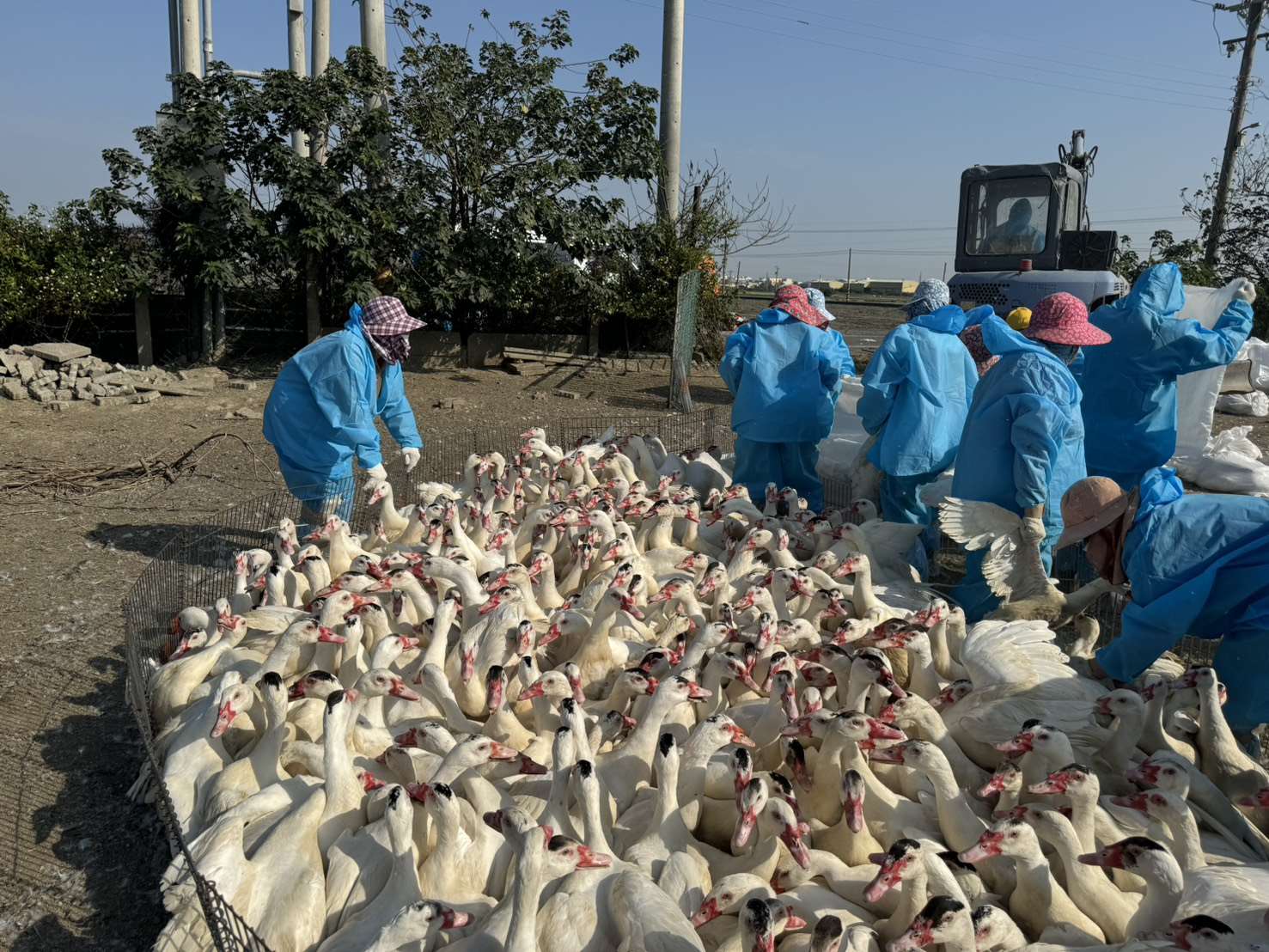 雲林入冬首例禽流感案例 撲殺肉鴨5,267隻