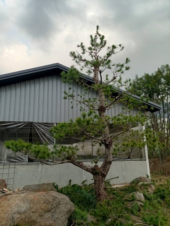 五葉松園,修枝葉是大學問大工程