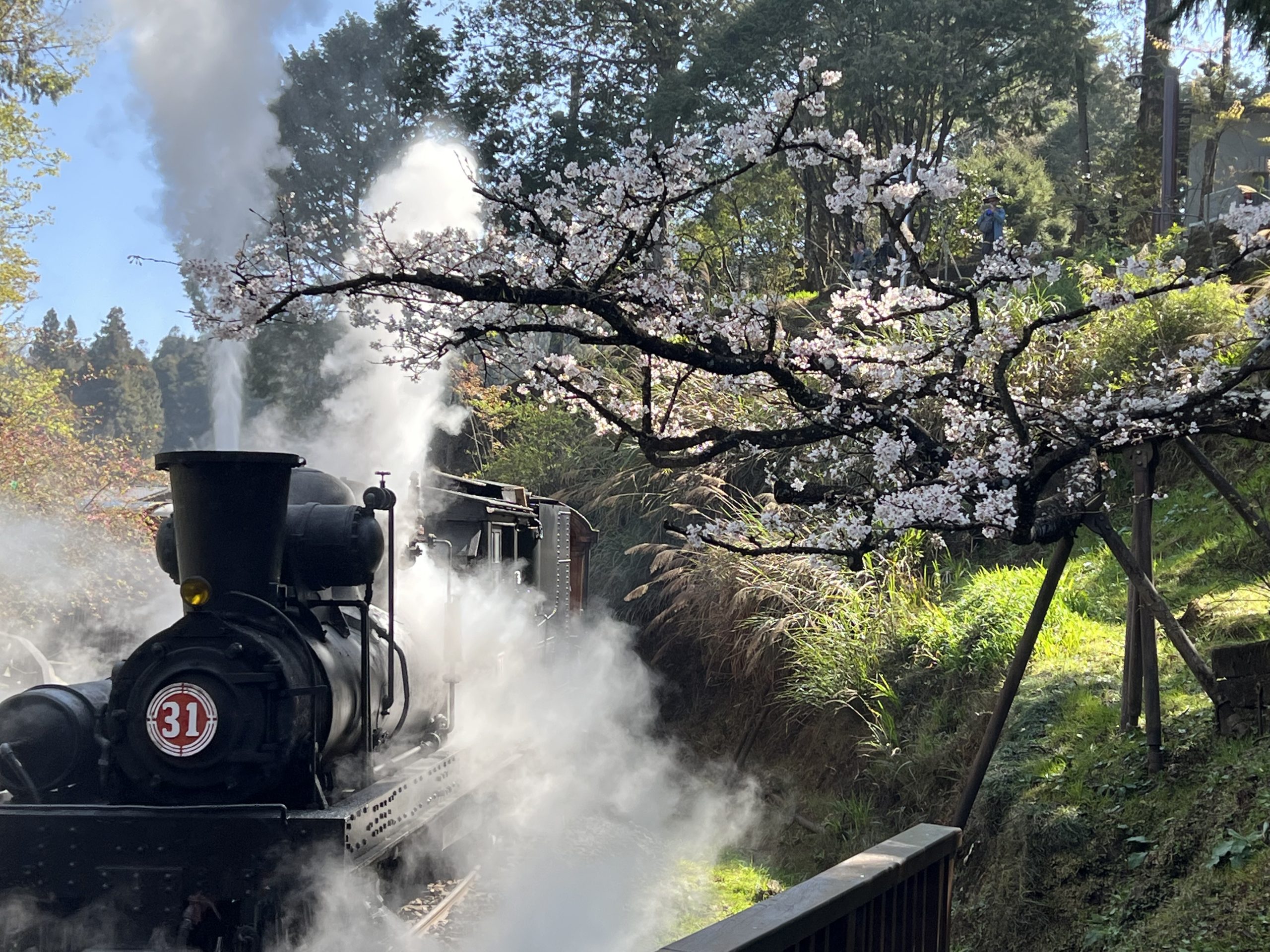 阿里山賓館全新「雲端之森」頂級客房開賣　贈花季賞櫻隨行包