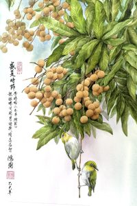 《福圓圓滿》龍眼。（圖片提供∕柯鴻圖）