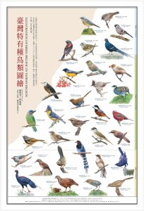 台灣特有種鳥類圖繪。（圖片提供∕柯鴻圖）