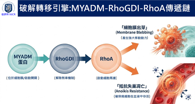 揭開癌細胞轉移致命機制 國衛院發現關鍵蛋白MYADM 揭開癌細胞轉移致命機制 國衛院發現關鍵蛋白MYADM