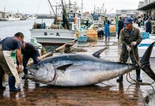 很多人在台灣會把 otoro 當成黑鮪魚在講, 其實這是一個流傳很久的誤會。