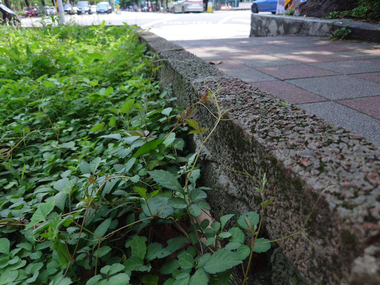 【專欄】安全島上的鄉愁：別讓割草機驚擾了珍稀的「綠色精靈」