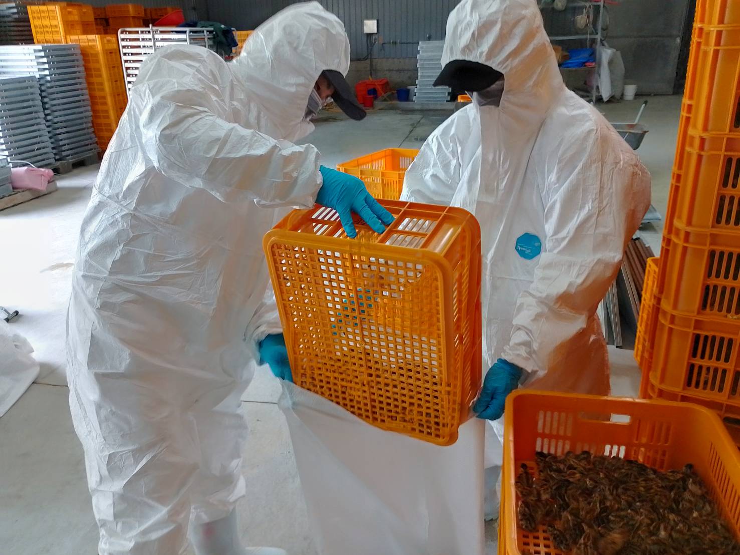 屏東鹽埔鄉鵪鶉場確診感染H5N1禽流感 撲殺78,180隻 屏東鹽埔鄉鵪鶉場確診感染H5N1禽流感 撲殺78,180隻