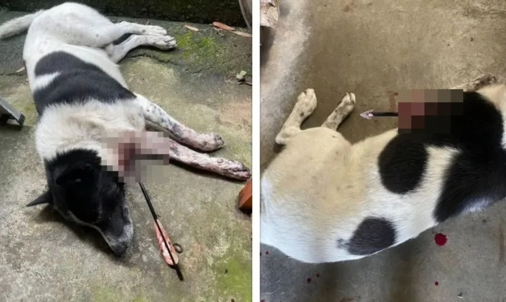 苗栗三義犬隻遭弓箭射傷送醫搶救　動防所配合警方偵辦並追蹤救治情形