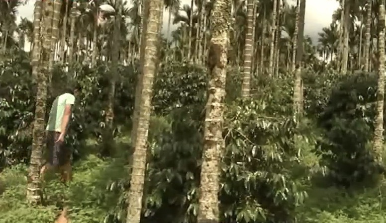 台灣咖啡系列–台灣農業部對台灣的咖啡產業政策