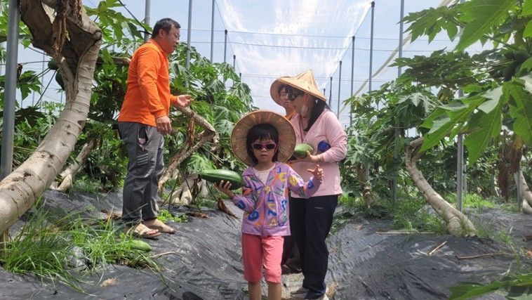 「2026夏祭新鮮市」金煌芒果季、山茶生活節接力登場　跟著當季鮮果玩翻整個夏天